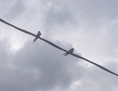 Hirundo rustica erythrogaster
