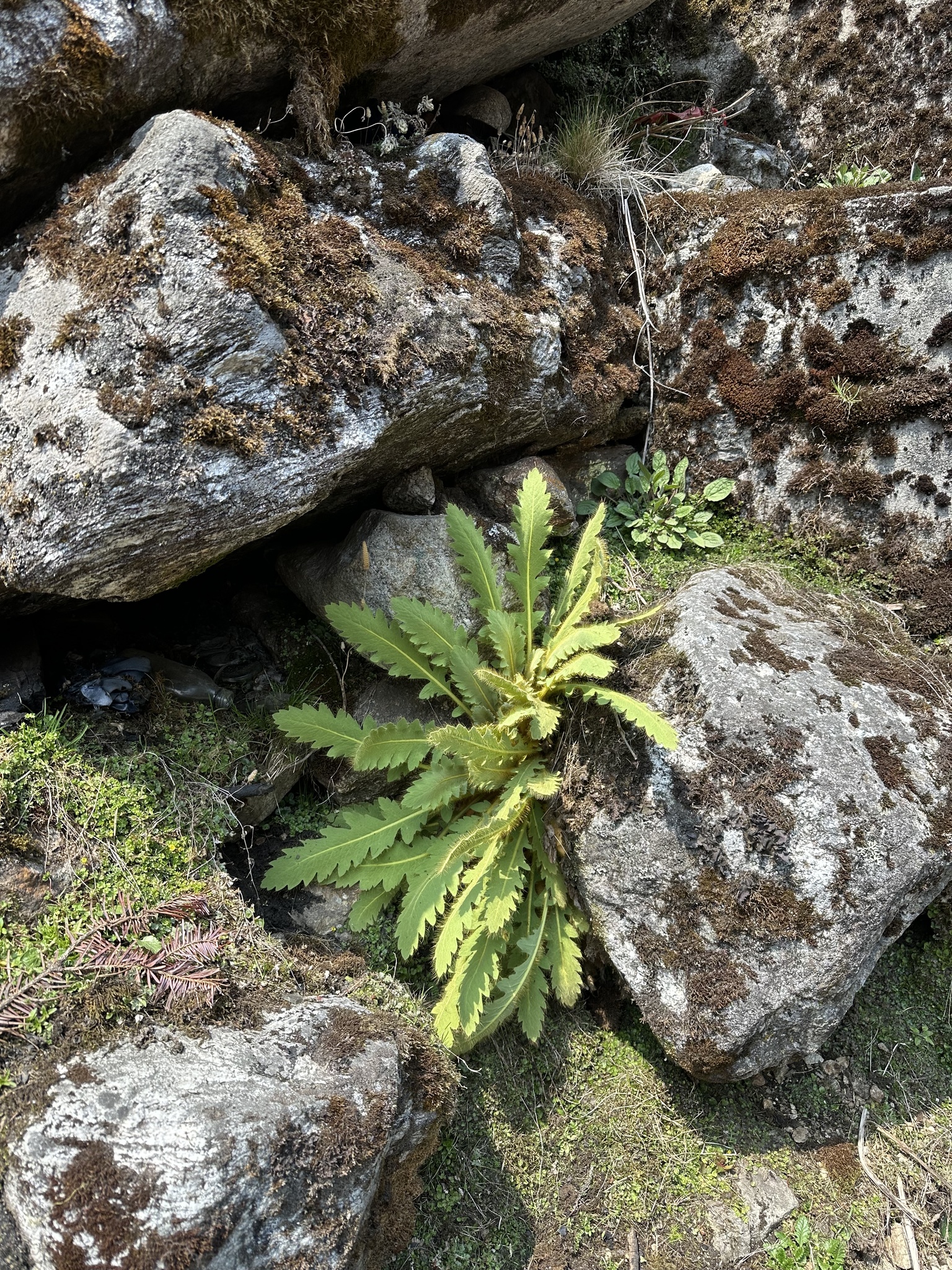 Imagem de Papoula-do-himalaia