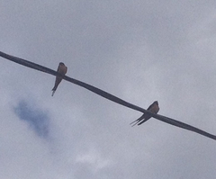 Hirundo rustica erythrogaster