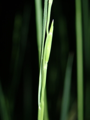 Brachypodium phoenicoides