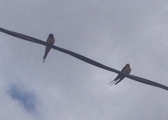 Hirundo rustica erythrogaster