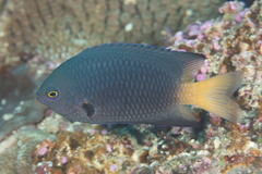 Pomacentrus flavioculus