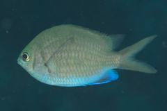 Chromis alpha