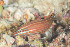 Halichoeres biocellatus