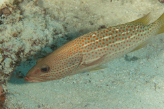 Anyperodon leucogrammicus