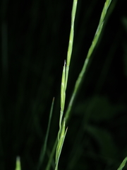 Brachypodium phoenicoides