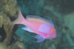 Pseudanthias pleurotaenia