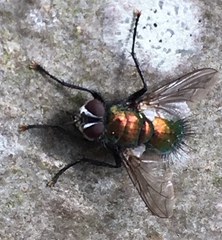Gymnocheta viridis
