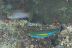 Pseudojuloides splendens