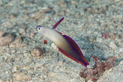 Nemateleotris decora