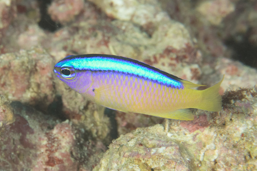 Blueline demoiselle (Chrysiptera caeruleolineata) — Pomacentridae — 5