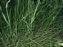 Brachypodium phoenicoides