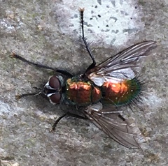 Gymnocheta viridis