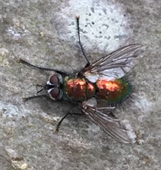 Gymnocheta viridis