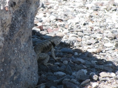Sceloporus uniformis
