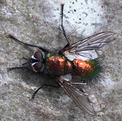 Gymnocheta viridis