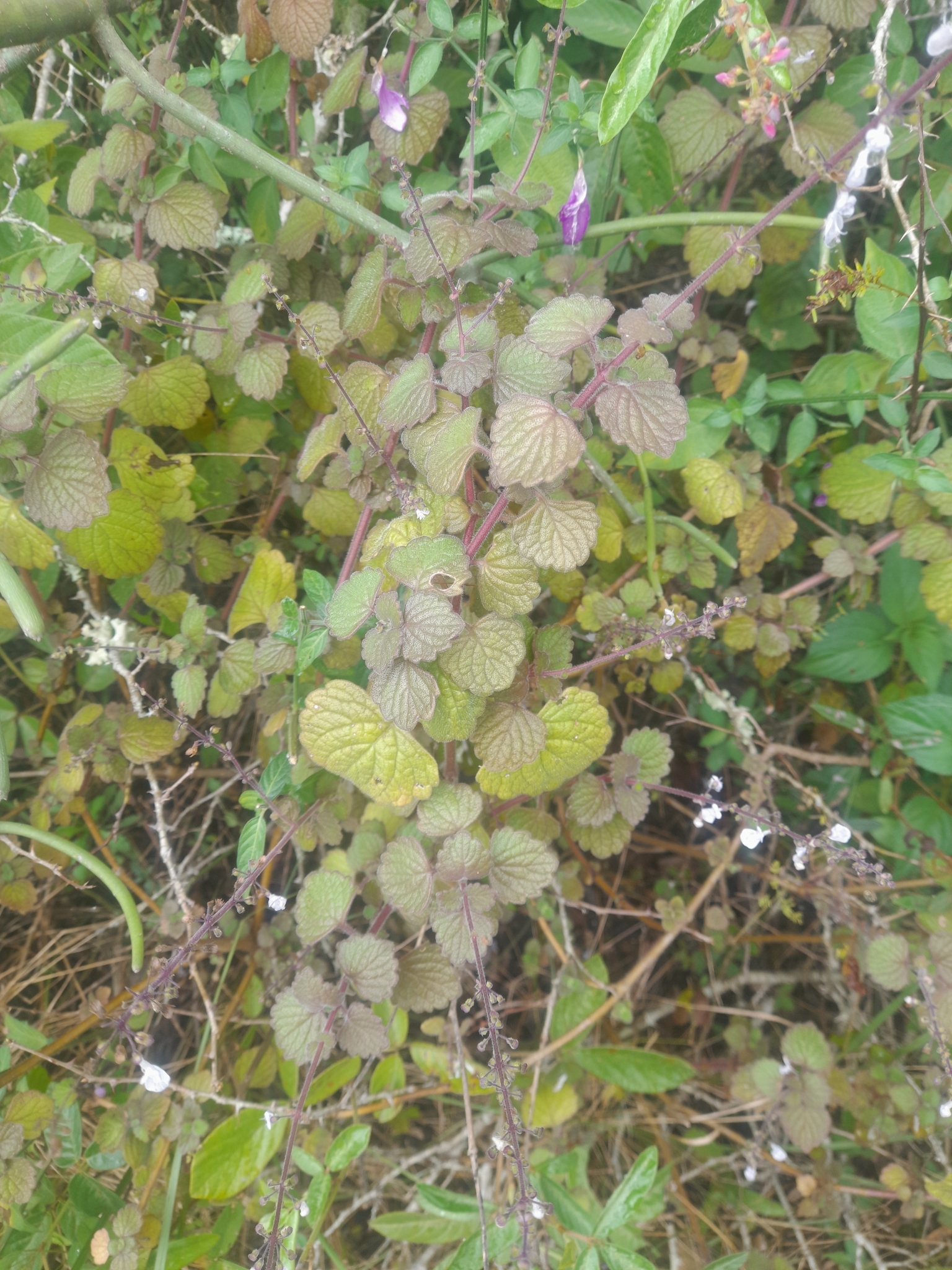 Imagem de Hortelã Variegata