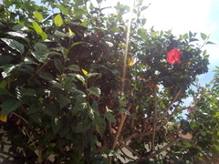 Hibiscus rosa-sinensis
