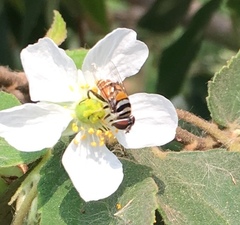 Palpada pusilla
