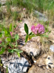Trifolium pratense