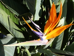 Strelitzia reginae reginae