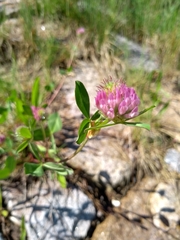Trifolium pratense