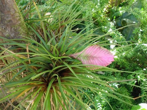 Wallisia cyanea