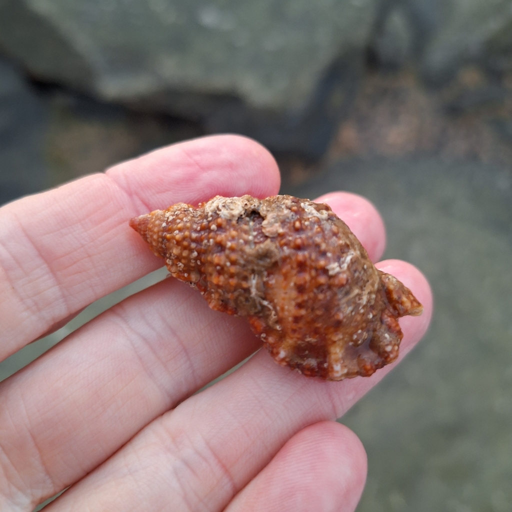 Granular Frog Shell