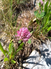 Trifolium pratense