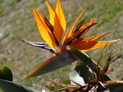 Strelitzia reginae reginae