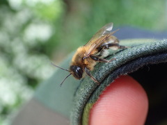 Andrena scotica