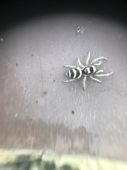 Salticus austinensis
