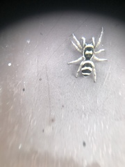 Salticus austinensis