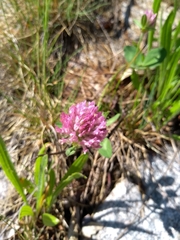 Trifolium pratense