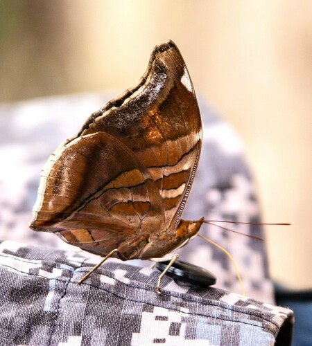 Orion Cecropian