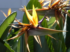 Strelitzia reginae reginae