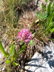 Trifolium pratense