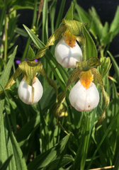 Cypripedium candidum