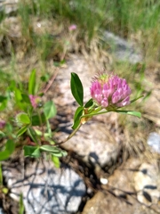Trifolium pratense