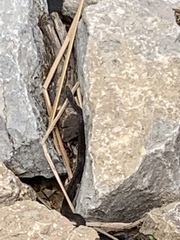 Nerodia erythrogaster