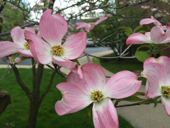 Cornus florida rubra