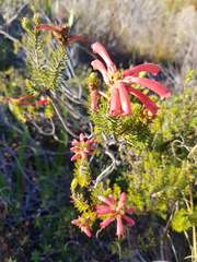 Erica abietina