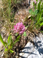 Trifolium pratense