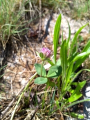 Trifolium pratense