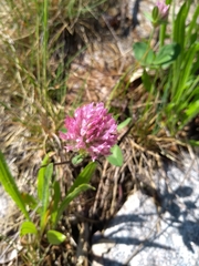 Trifolium pratense