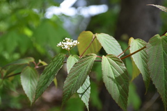 Viburnum