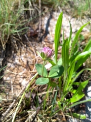 Trifolium pratense