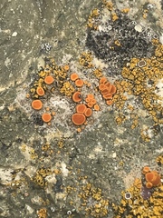 Polycauliona bolacina
