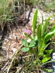 Trifolium pratense