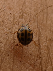 Tytthaspis sedecimpunctata